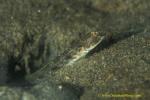 Goby, Spot fin Shrimp Goby 13jpg090106