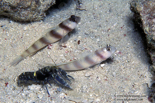 Goby, Steinitz' Shrimp Gobies & Alpheus Shrimp 01 060104