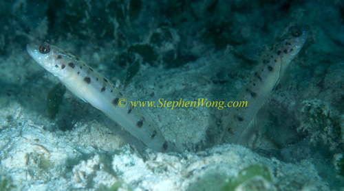 Goby, Twin-spotted Shrimpgoby 01 0705