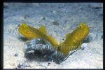 Goby, Yellowshrimp Gobies 01 & Shrimp