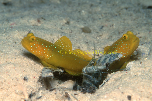 Goby, Yellowshrimp Gobies 05 Cryptocentrus cinctus & Shrimp 0705