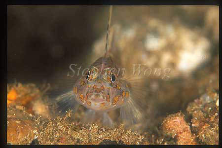 Goby, Yellow Spotted Tall Fin 01