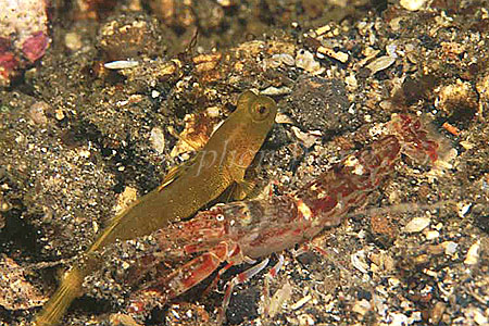 Goby, Yelowshrimp Gobies 04 Cryptocentrus cinctus & Shrimp