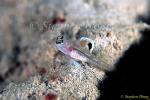 Goby, Yoshi Goby 01 sp 080803