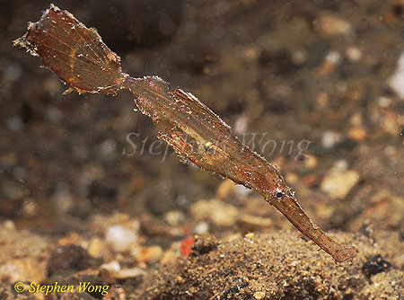 Ghostpipefish, Flagtail 02