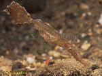 Ghostpipefish, Flagtail 02