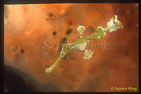 Ghostpipefish, Halimeda 01 male