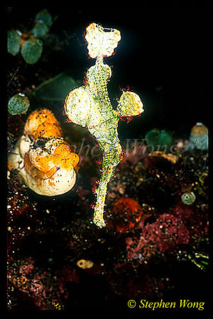 Ghostpipefish, Halimeda 02 female