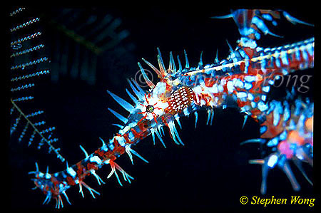 Ghostpipefish, Harlequin 01