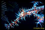 Ghostpipefish, Harlequin 01
