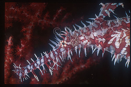 Ghostpipefish, Harlequin 02