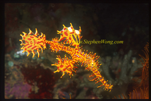 Ghostpipefish, Harlequin 03 0705
