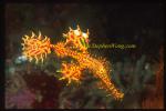 Ghostpipefish, Harlequin 03 0705