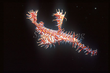 Ghostpipefish, Harlequin 04 female; my first ghostpipefish, taken in August 1994 Milne Bay, Papua New Guinea.  At the beginning,