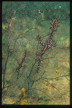 Ghostpipefish, Harlequin 05 pairing