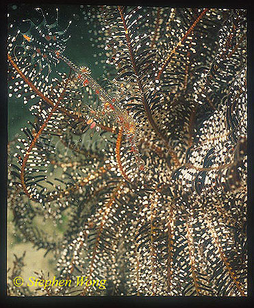 Ghostpipefish, Harlequin 06 hiding in crinoid