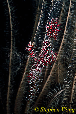 Ghostpipefish, Harlequin 07 hiding in crinoid 050703