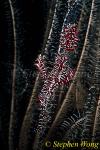 Ghostpipefish, Harlequin 07 hiding in crinoid 050703