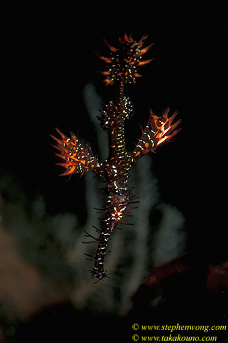 Ghostpipefish, Harlequin 08 or Ornate, 060104