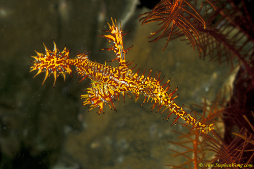 Ghostpipefish, Harlequin 09 female 090106