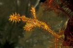 Ghostpipefish, Harlequin 09 female 090106