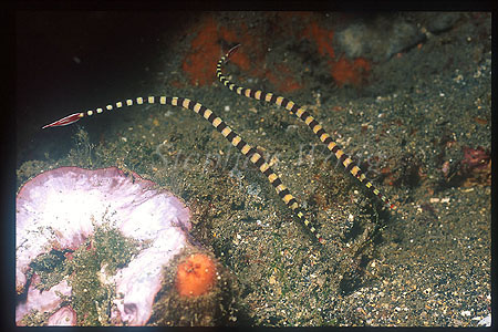 Pipefish, Banded Pipefish 01