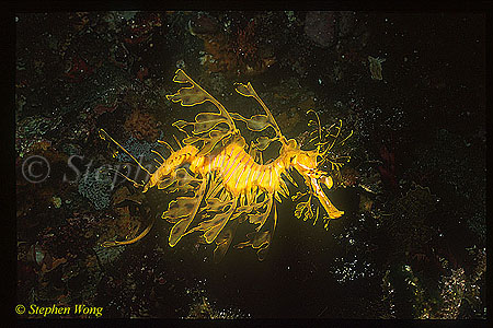 Seadragon, Leafy Seadragon 02, Phycodurus eques