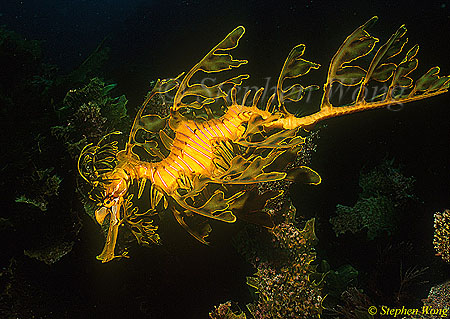 Seadragon, Leafy Seadragon 04, Phycodurus eques
