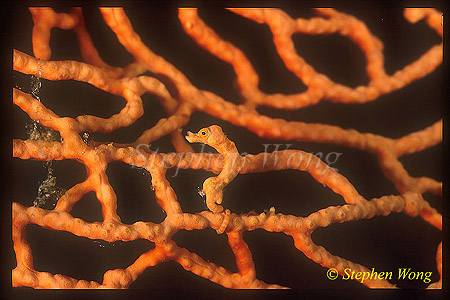 Seahorse, Pygmy Seahorse 06
