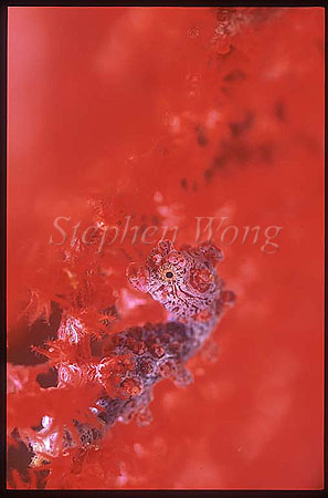Seahorse, Pygmy Seahorse 16