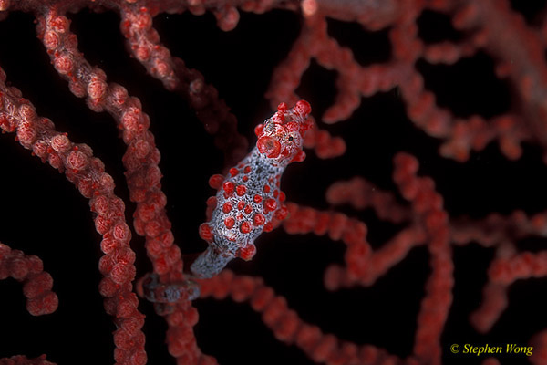 Seahorse, Pygmy Seahorse 19a Lembeh 052104