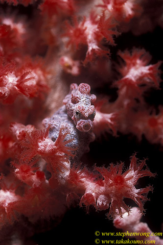 Seahorse, Pygmy Seahorse 21, H.bargibanti 060104