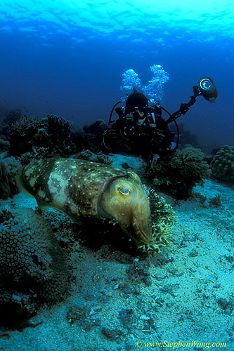 Cuttlefish, Broadclub Cuttlefish 06, Sepia latimanus 030106