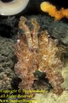 Cuttlefish, BroadClub Cuttlefish 08 Sepia latimanus, RA0607 Stephen WONG 010109.  This is the largest BroadClub I've encountered