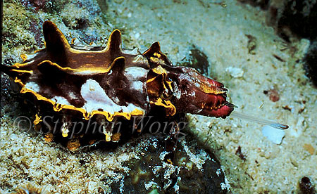 Cuttlefish, Flamboyant Cuttlefish 01, feeding