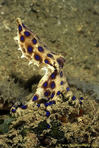 Octopus, Blue Ringed Octopus 13 hunting 030106