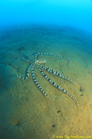Octopus, Mimic Octopus 07 090106