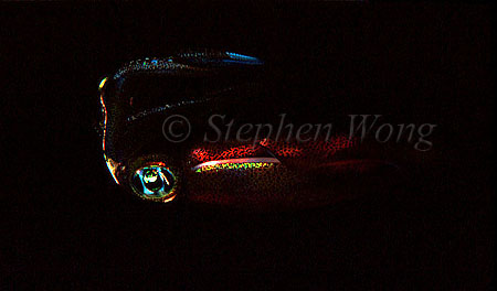 Squid, Bigfinned Reef Squid 01