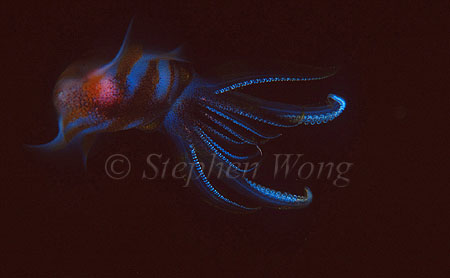 Squid, Bigfinned Reef Squid 02