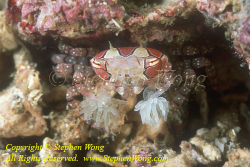 Crab, Boxer Crab 02t L0107 Stephen WONG 123108