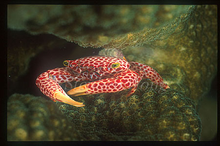 Crab, Coral Crab 01,Trapezia rufopunctata