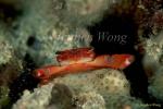 Crab, Coral Crab 04 Trapezia lutea 080103