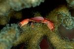 Crab, Coral Crab 05 Trapezia lutea 080103