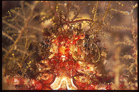 Crab, Decorated Crab 01 face