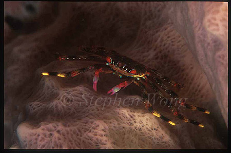 Crab, Flat Rock Crab 01 Percnon planissimum