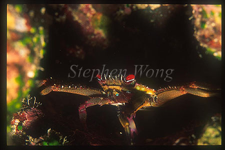 Crab, Flat Rock Crab 02 Percnon planissimum