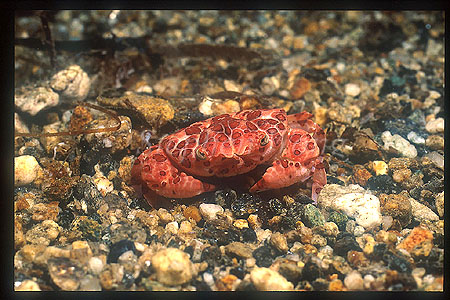 Crab, Grumpy 01 (I made the name)