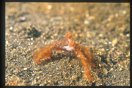 Crab, Orangutan Crab 01 eating shrimp head