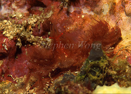 Crab, Orangutan Crab 02