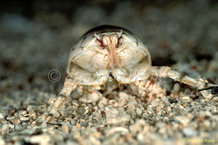 Crab, Pacific Mole Crab 01 Hippa Pacifica 080803